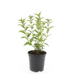 Deucija grakščioji (Lot Deutzia gracilis)  C1,5/P15