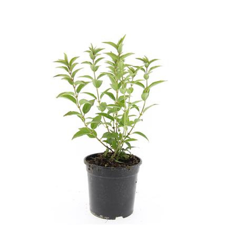 Deucija grakščioji (Lot Deutzia gracilis)  C1,5/P15