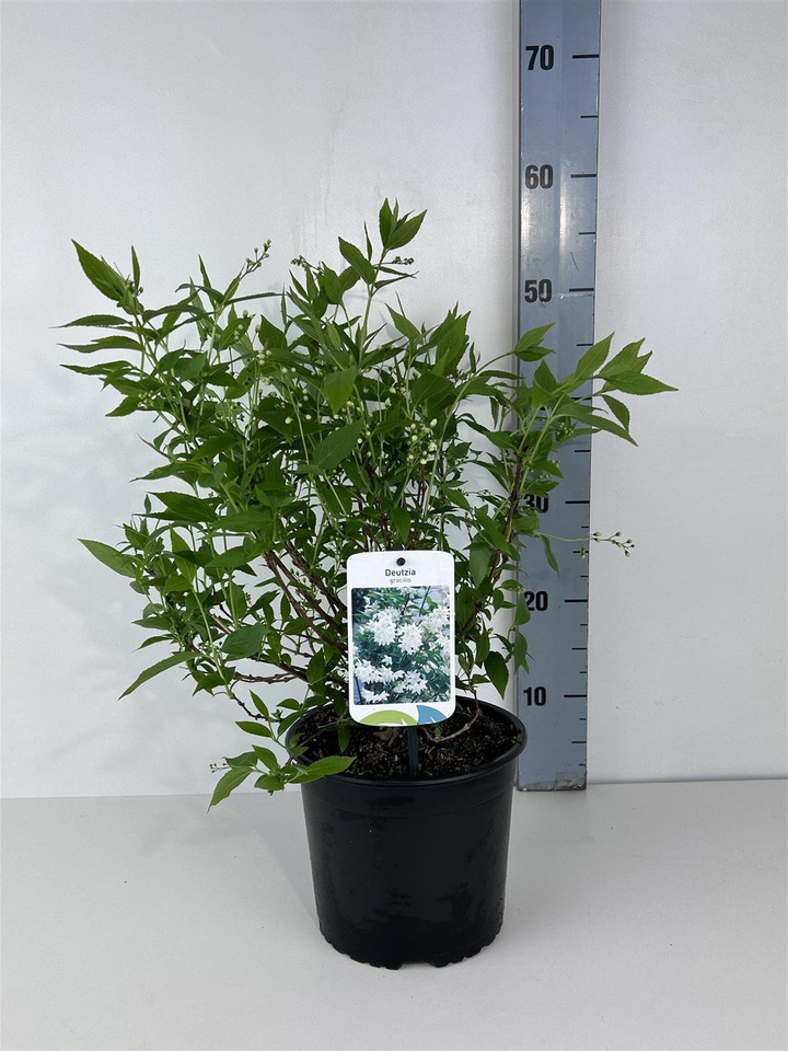 Deucija grakščioji (Lot Deutzia gracilis) C3/P19 25-30 CM | DEUCIJOS | KRŪMAI