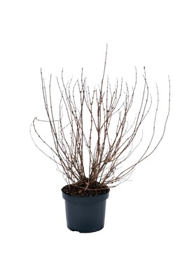 Deucija grakščioji (Lot Deutzia gracilis) C4/P21 40-50 CM | DEUCIJOS | KRŪMAI