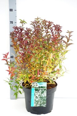 Deucija grakščioji (Lot Deutzia gracilis) C10 40-50 CM - nuotrauka 1
