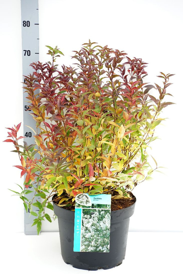 Deucija grakščioji (Lot Deutzia gracilis) C10 40-50 CM