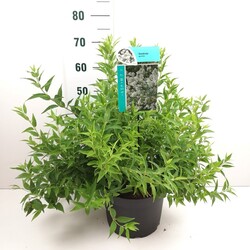 Deucija grakščioji (Lot Deutzia gracilis) C10 40-50 CM - nuotrauka 2