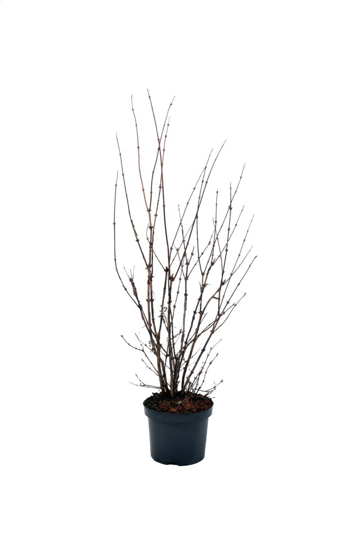 Deucija (Lot Deutzia hybrida) 'Mont Rose' C4/P21 50-60 CM