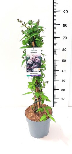Deucija (Lot Deutzia hybrida) 'Mont Rose' C5/P23 50-60 CM | DEUCIJOS | KRŪMAI