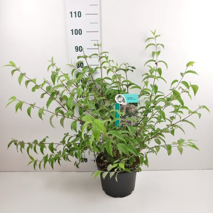 Deucija (Lot Deutzia hybrida) 'Mont Rose' C10 60-80 CM | DEUCIJOS | KRŪMAI
