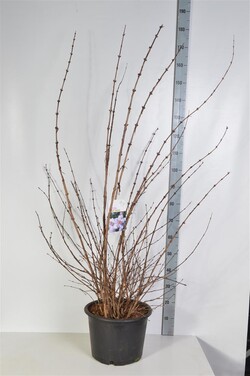 Deucija (Lot Deutzia hybrida) 'Mont Rose' C20 125-150 CM