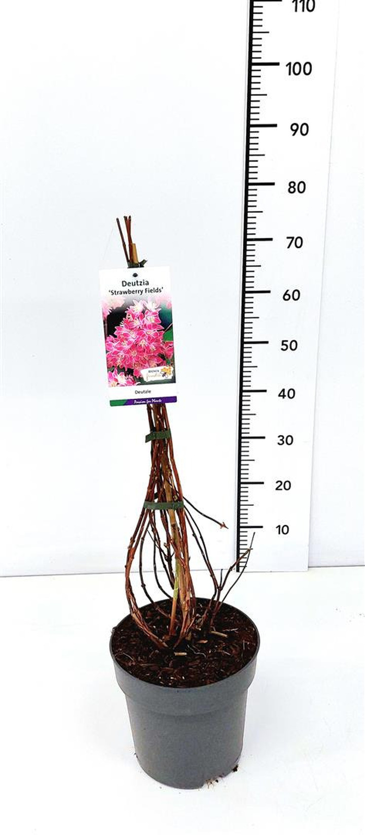 Deucija (Lot Deutzia hybrida) 'Strawberry Fields' C5/P23 50-60 CM