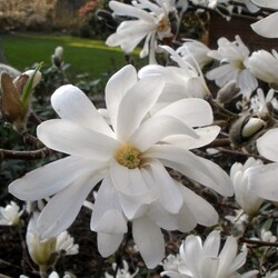 Magnolija Žvaigždinė (Lot. Magnolia Stellata) ROYAL STAR C3 30-40CM - nuotrauka 3