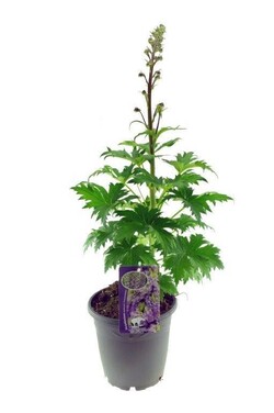 Delphinium MIX (Lot Delphinium in) C3/P19
