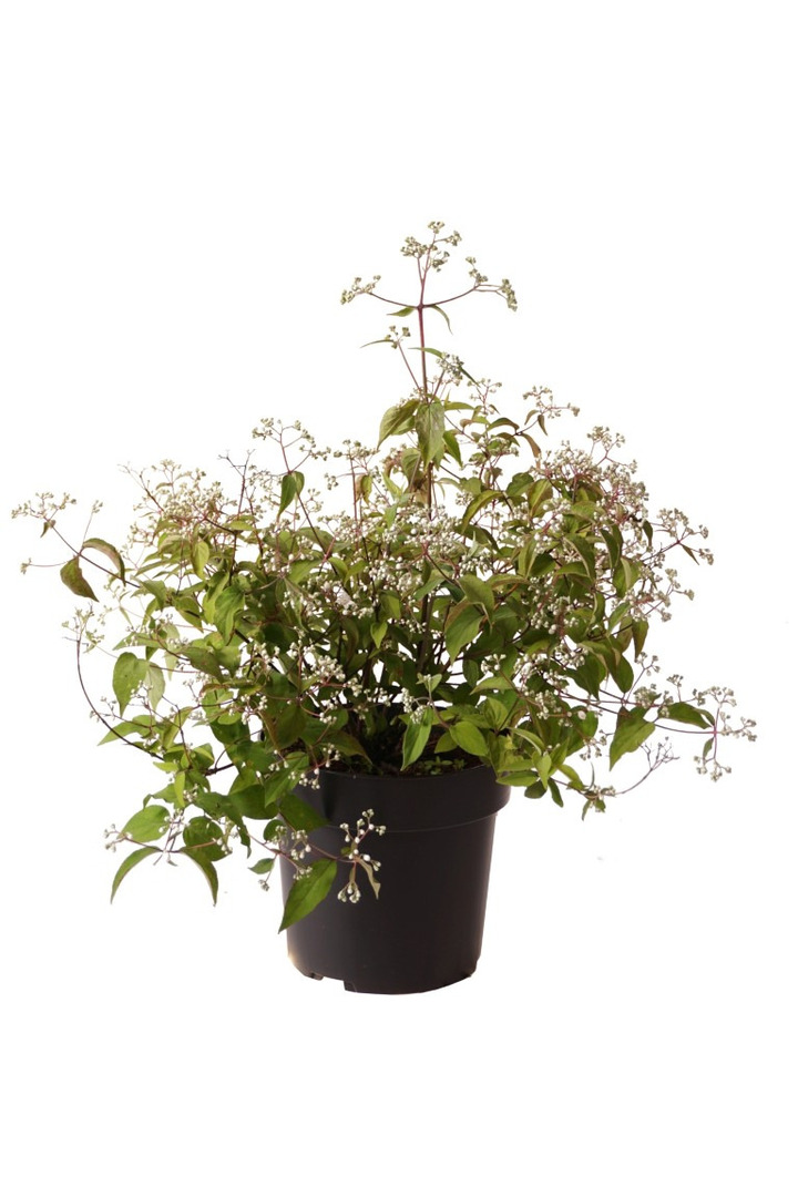 Deucija setchuenensis (Lot Deutzia setchuenensis)  C4/P21 50-60 CM