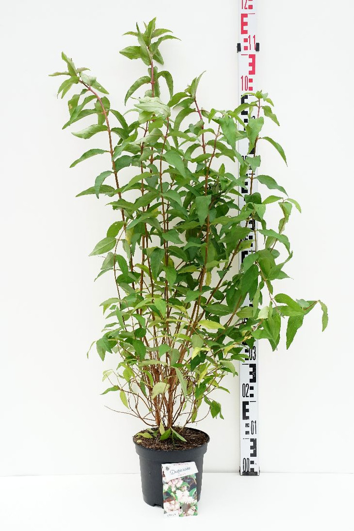 Deucija šiurkščioji (Lot Deutzia scabra) 'Codsall Pink' C3/P19 30-40 CM | DEUCIJOS | KRŪMAI