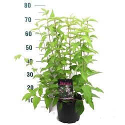 Deucija šiurkščioji (Lot Deutzia scabra) 'Plena' C3/P19 50-60 CM - nuotrauka 1