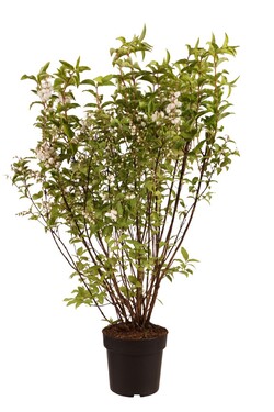 Deucija šiurkščioji (Lot Deutzia scabra) 'Plena' C4/P21 60-80 CM | DEUCIJOS | KRŪMAI