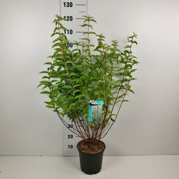 Deucija šiurkščioji (Lot Deutzia scabra) 'Plena' C6,5/P24 60-80 CM