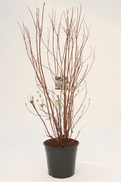 Deucija šiurkščioji (Lot Deutzia scabra) 'Plena' C10 80-100 CM | DEUCIJOS | KRŪMAI