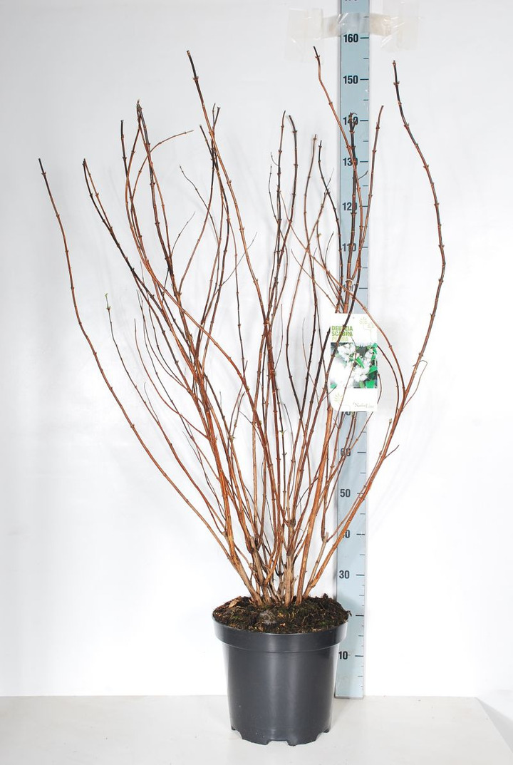 Deucija šiurkščioji (Lot Deutzia scabra) 'Plena' C12 100-125 CM | DEUCIJOS | KRŪMAI