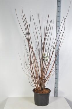 Deucija šiurkščioji (Lot Deutzia scabra) 'Plena' C20 125-150 CM | DEUCIJOS | KRŪMAI