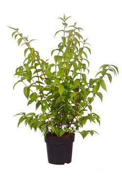 Deucija (Lot Deutzia) 'Tourbillon Rouge' C4/P21 60-80 CM