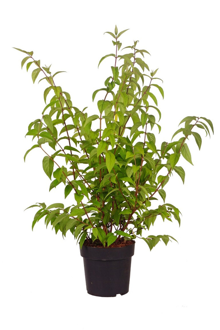 Deucija (Lot Deutzia) 'Tourbillon Rouge' C4/P21 60-80 CM