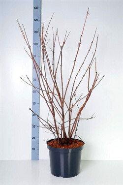 Deucija (Lot Deutzia) 'Tourbillon Rouge' C10 80-100 CM - nuotrauka 2