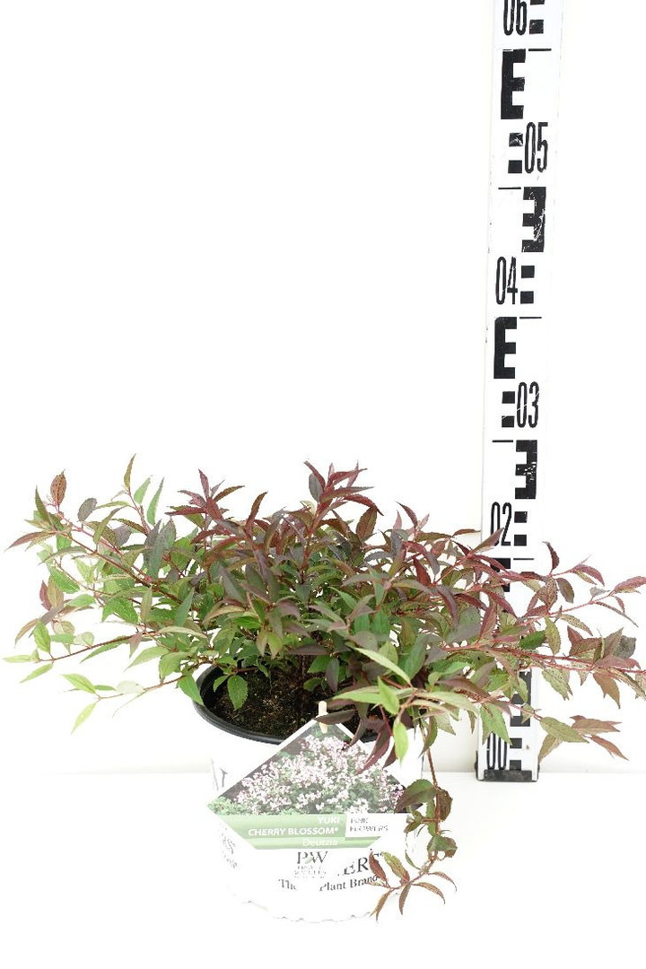 Deucija Yuki (Lot Deutzia Yuki) 'Cherry Blossom' C3/P19 30-40 CM