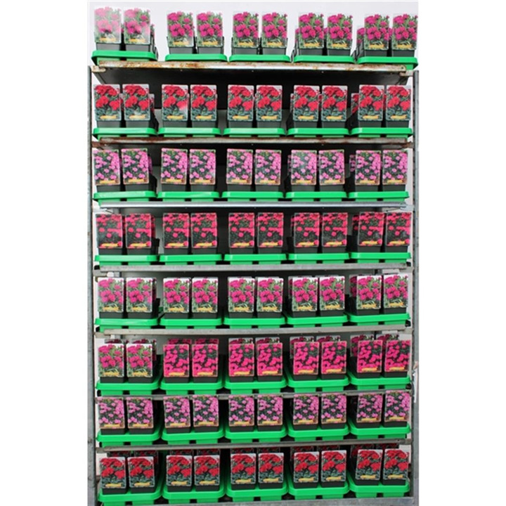 Dianthus MIX (Lot Dianthus in)  MIX P11