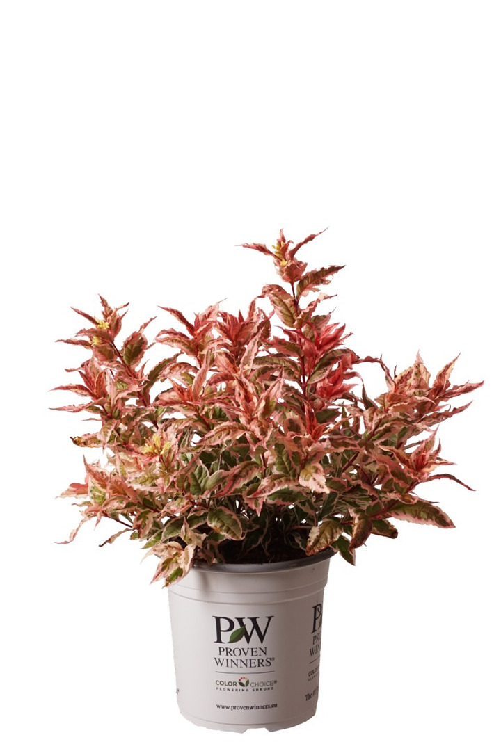 Diervilė KODIAK (Lot Diervilla KODIAK)  C5/P23 30-40 CM