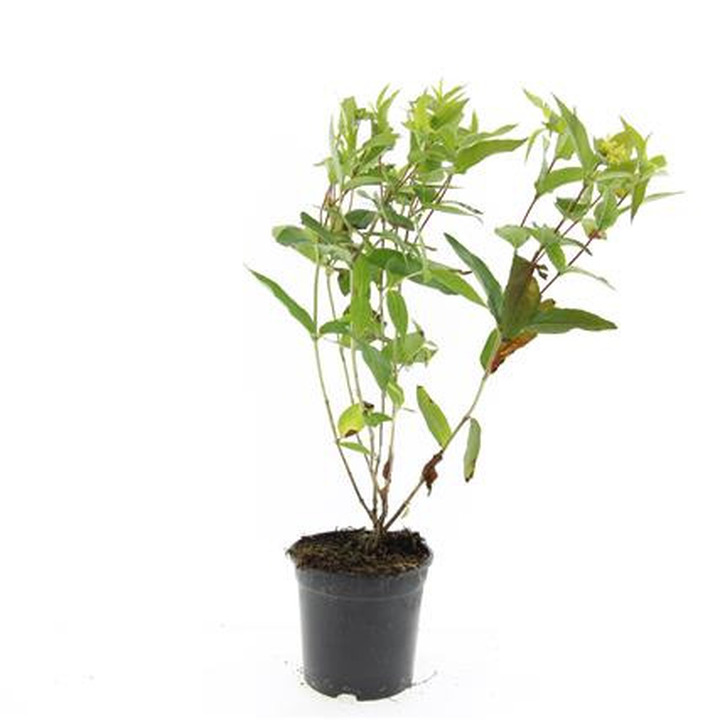 Diervilė (Lot Diervilla lonicera) 'Dilon' C1,5/P15