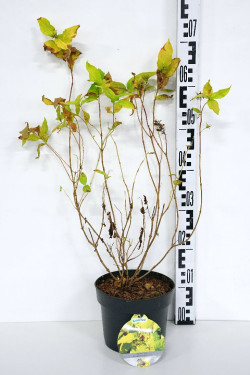 Diervilė rivularis (Lot Diervilla rivularis) 'Honeybee' C3/P19 30-40 CM | DERVILĖS | KRŪMAI