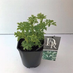 Dailieji auskarėliai (Lot Dicentra spectabilis) 'Alba' C2/P17 - nuotrauka 1