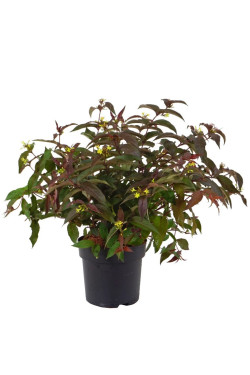 Diervilė (Lot Diervilla splendens) 'Diva' C5/P23 40-50 CM