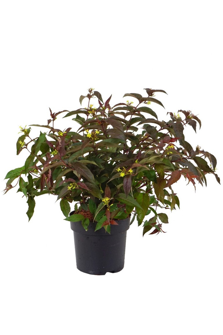 Diervilė (Lot Diervilla splendens) 'Diva' C5/P23 40-50 CM