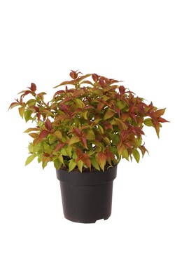 Diervilė (Lot Diervilla sessilifolia) C5/P23 30-40 CM | DERVILĖS | KRŪMAI