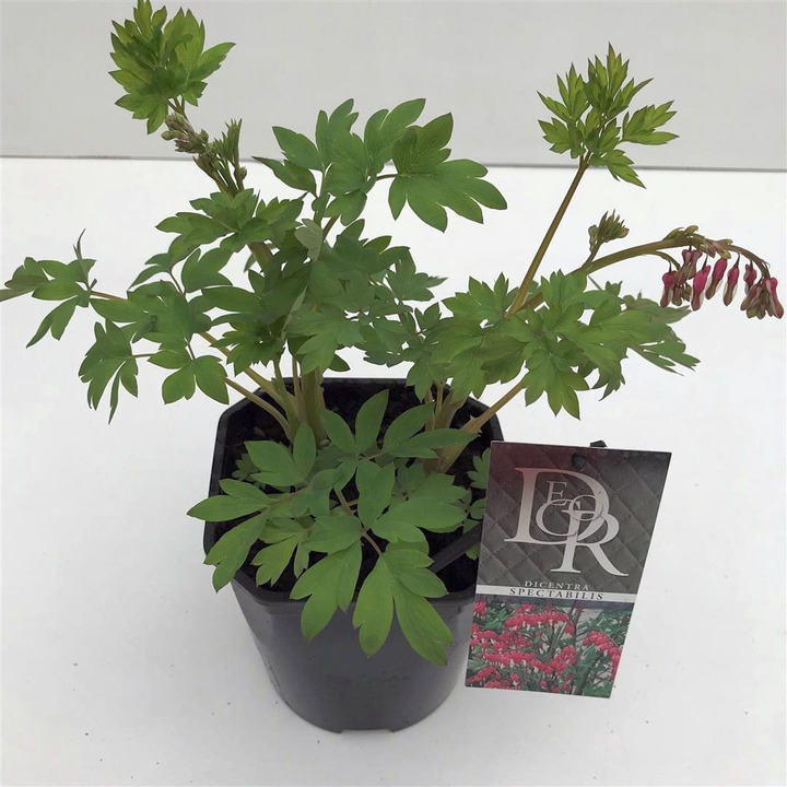 Dailieji auskarėliai (Lot Dicentra spectabilis) C2/P17 | AUSKARĖLIAI | DAUGIAMETĖS GĖLĖS