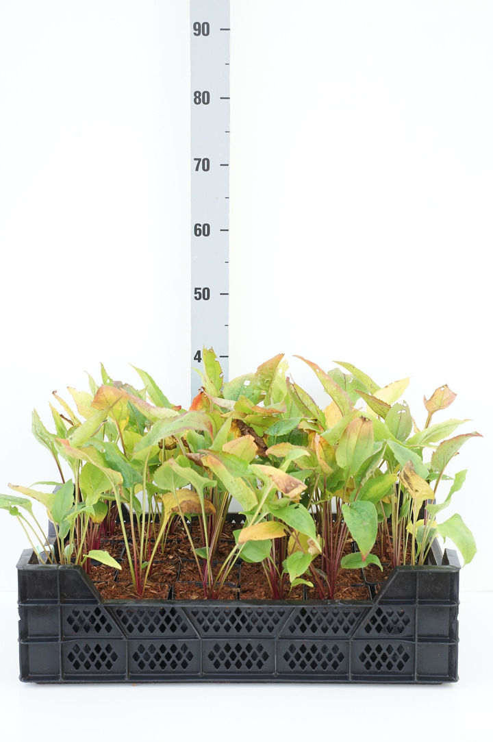 Ežiuolė purpurea (Lot Echinacea purpurea)  P9 JAUNI AUGALAI