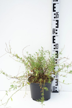Erigeron karvinskianus (Lot Erigeron karvinskianus)  C2/P17