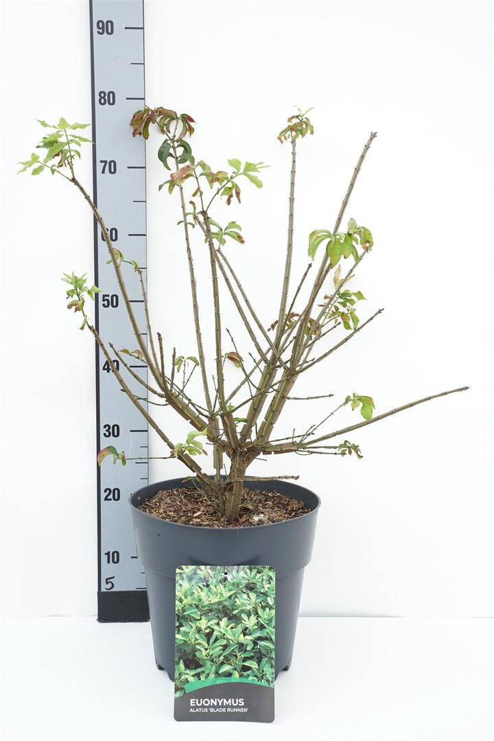Ožekšnis sparnuotasis (Lot Euonymus alatus) 'Blade Runner' C10 40-50 CM | OŽEKŠNIAI | KRŪMAI
