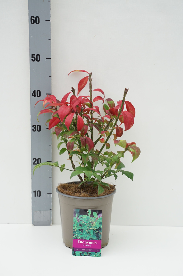Ožekšnis sparnuotasis (Lot Euonymus alatus) 'Compactus' C2/P17 15/+ CM | OŽEKŠNIAI | KRŪMAI