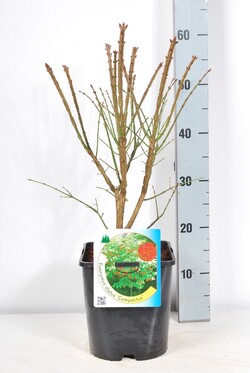 Ožekšnis sparnuotasis (Lot Euonymus alatus) 'Compactus' C4,5/P22 40-50 CM