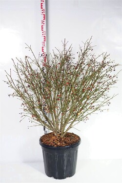 Ožekšnis sparnuotasis (Lot Euonymus alatus) 'Compactus' C30 80-100 CM