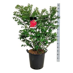 Ožekšnis sparnuotasis (Lot Euonymus alatus) 'Compactus' C30 80-100 CM EXTRA