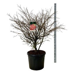 Ožekšnis sparnuotasis (Lot Euonymus alatus) 'Compactus' C90 125-150 CM EXTRA