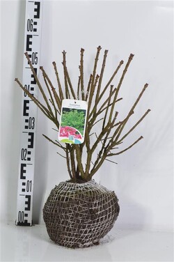 Ožekšnis sparnuotasis (Lot Euonymus alatus) 'Compactus' 30-40 CM RB