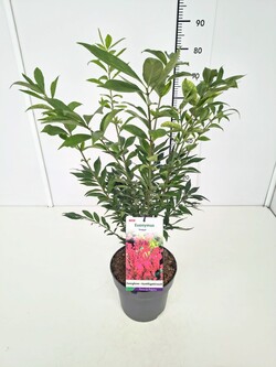 Ožekšnis sparnuotasis (Lot Euonymus alatus) 'Fireball' C5/P23 40-50 CM