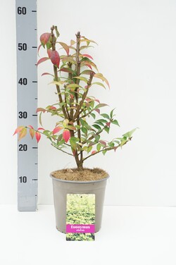 Ožekšnis sparnuotasis (Lot Euonymus alatus) C2/P17 20/+ CM | OŽEKŠNIAI | KRŪMAI