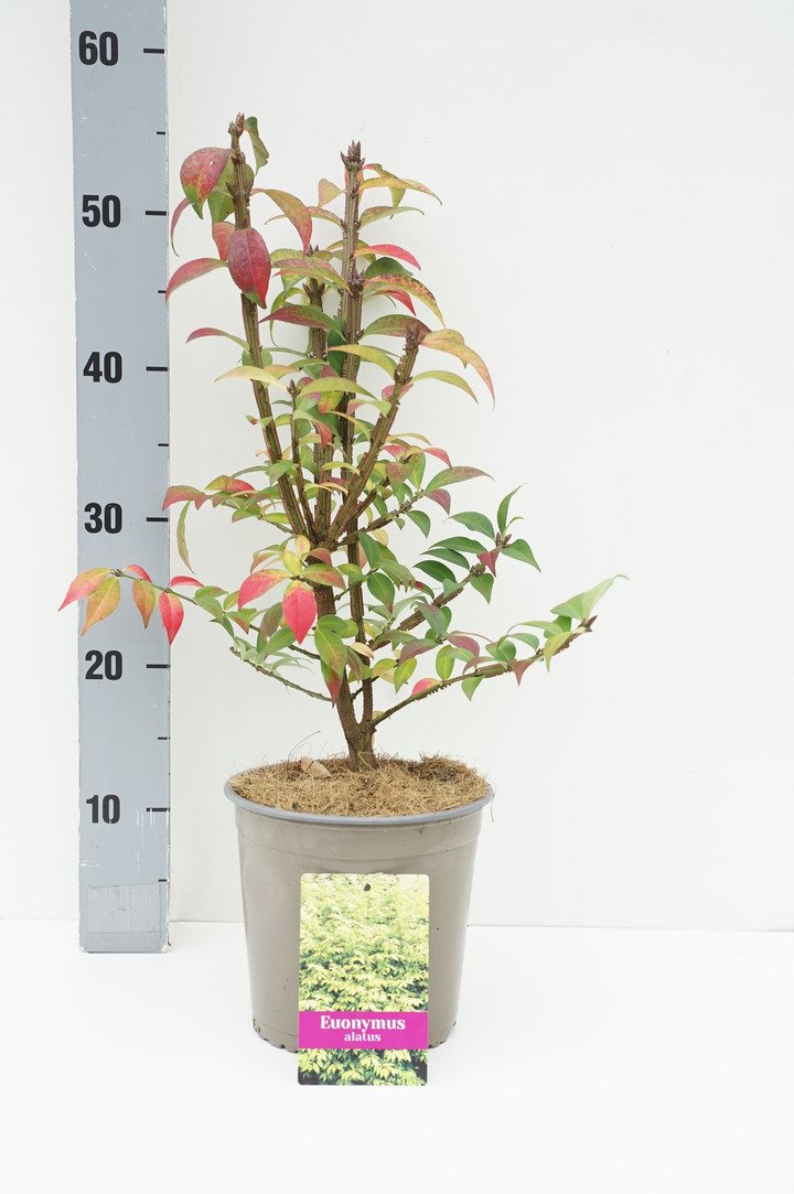 Ožekšnis sparnuotasis (Lot Euonymus alatus) C2/P17 20/+ CM | OŽEKŠNIAI | KRŪMAI