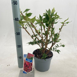 Ožekšnis sparnuotasis (Lot Euonymus alatus)  C2/P17 25-30 CM