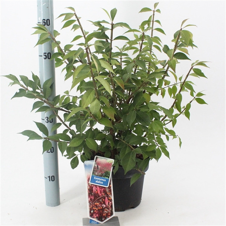 Ožekšnis sparnuotasis (Lot Euonymus alatus)  C5/P23 30-40 CM