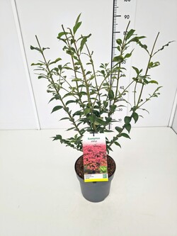 Ožekšnis sparnuotasis (Lot Euonymus alatus)  C5/P23 40-50 CM